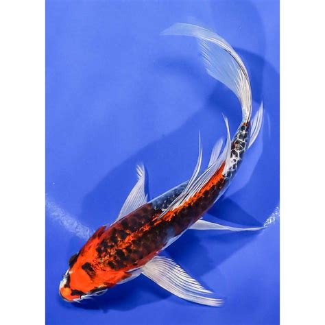 koi fish for sale near me|8” Imported Armor Scaled Sanke Butterfly Koi .